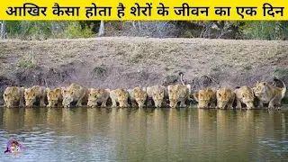 What do lions do all day? A Day In The Life Of Lions (The King Of The Jungle)
