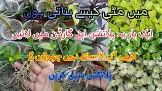 20+ permanent plants to grow from cutting in April /update video