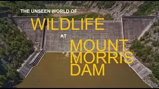 The Unseen World of Wildlife at Mount Morris Dam