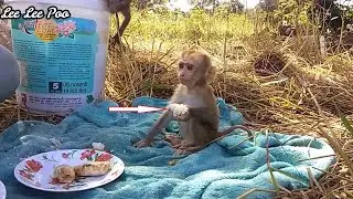 Really beautiful baby monkey!! Poo and Lee Lee join lunch with Dad.