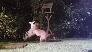 Two Baby Foxes Chase Each Other Around Yard - 975517-2