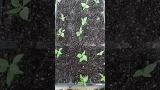 Pimenta Carolina Reaper  3&deg; parte com 25 dias, maio de 2021