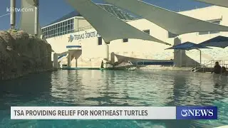 Texas State Aquarium on standby to care for cold-stunned sea turtles from northeastern U.S.