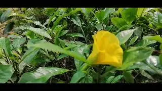 Saif Tea Estate | Mirzapur | Sreemangal