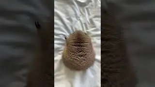 Potato Poppy! 😂🥰❤️