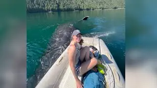 Wild whale encounter in B.C. lasts two hours