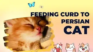 Can Cats Eat Yogurt || Benefits Of Feeding CURD To Persian Cats 😻|| Right Way Of Giving Curd To Cats
