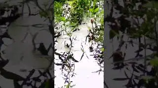 Water Lilies || National flower || #viral #trendingshorts #ytshort #ytviral #nymph