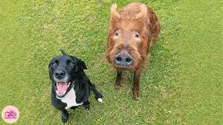 Stella Adopted A Piglet For Two Weeks, Now Pepper Thinks She&rsquo;s A Dog And Never Left