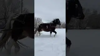 Got enough snow to do a ride #horses #cart #sled  #pony ￼