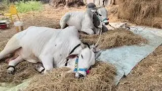 Vikram Ongole bull 