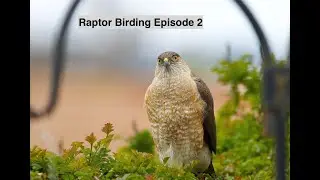 Raptor Birding Episode 2