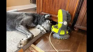 Happy Senior Great Dane Loves Her Portable Old Lady Hot Flash Ryobi One Battery Fan