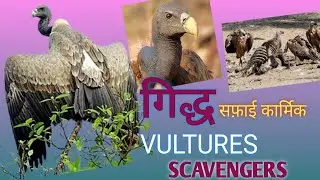 गिद्ध प्राकृतिक सफ़ाई कार्मिक/Vultures: a Scavenger Birds plays role in cleaning the Ecosystem/Dead