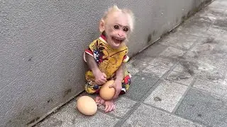 The baby monkey steals chicken eggs to help his dad cook