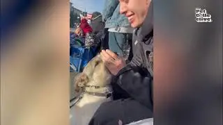 Who Did It? Hilarious Dog Antics Caught on Camera!