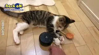 Cats play Artiphon ORBA(Shoot Orbacam)