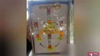 How to make life cycle of Callosobruchus maculatus pest/Pulse beetle insect Life Cycle #zoology#msc