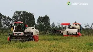 Best Rice Harvester Working Skills | Power Harvesting Machine Operator Techniques | Farmer Worker