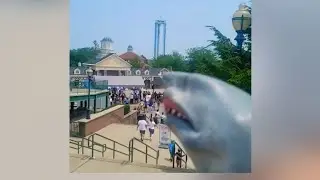 Приключения Шарки 🦈