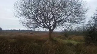 Welcome to An Irish Cottage In The Woods