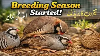 Irani Titar Breeding Season Started | Bhura &times; Irani Cross Pair | Sajawal Sahil 21