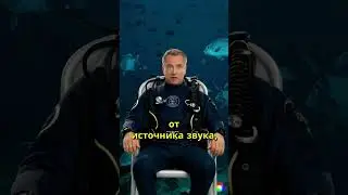 Что будет если вас УДАРИТ сонар под водой?! #shorts  #ocean #oceanlife #scary