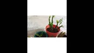 Tanaman hijau