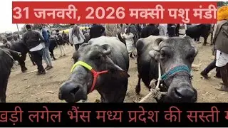#मक्सी पशु मण्डी जिला शाजापुर बाखड़ी लगेल भाव एक से#baffalo  बढ़कर एक #मुर्रा भैंस #मध्य प्रदेश
