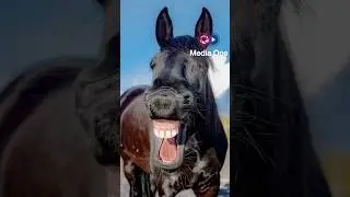 Fun Facts: Horse Teeth Secrets You Didn&rsquo;t Know!   #goviral #trend #animals #horse #animallovers