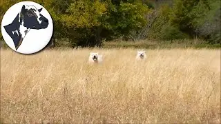 The Z-Team: Long Grass