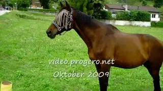 Pferd in Progero