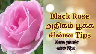 Black Rose அதிகம் பூக்க ஒரு Tips / Rose plant care Tips in Tamil