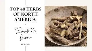 Licorice - Top 40 Herbs of North America - Part 25