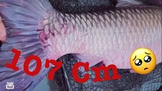 TORP&Eacute;DA AMUR 107CM - SMALL RIVER