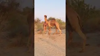 Dangerous camel style #shorts