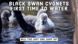 Super Cute Baby Animals - Black Swans Cygnets First Time to Water