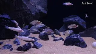 Lake Tanganyika Rocky and Sandy Habitat