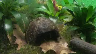 Древолазы(Dendrobates tinctorius Azureus) Кащей и Кикимора