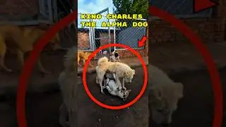 The Shelter Was in Chaos&mdash;Then King Charles Walked In!
