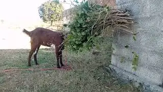 Bakri ko chara kesey den sardi ka chara goats fodder dry fodder leafy greens fodder jantar losean 
