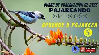 Curso Completo Pajareo5 /Avistamiento de Aves5  Sin importar Donde (Entendiendo las Guías de Campo2)