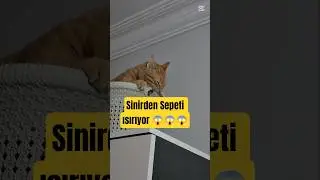 Хайдар издевается надо мной ради матери.