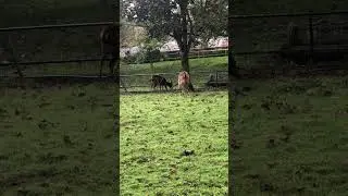 PHILIPPINE SPOTTED DEER AT NEWQUAY ZOO - PART THREE! #shorts #zoo #animals #nature #deer