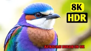 African Birds in 8K Ultra HD | Close-Up Real Bird Shots | Wildlife in 8K