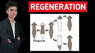 What is Regeneration  ? Full process explained | Regeneration in planaria and wall lizard |