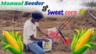 Mannual Seeder తో మొక్కజొన్న విత్తడం| నా రైతు లోకం 🐄🌾| వ్యవసాయం 
