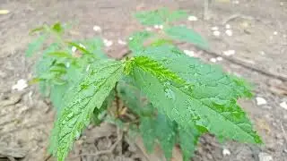 Best Green Nature Capture From Rural Area