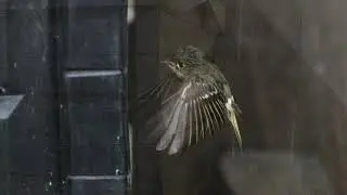 My compost bin has become a bird feeder.