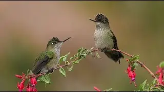 Aves de Chile | Picaflor canto #7